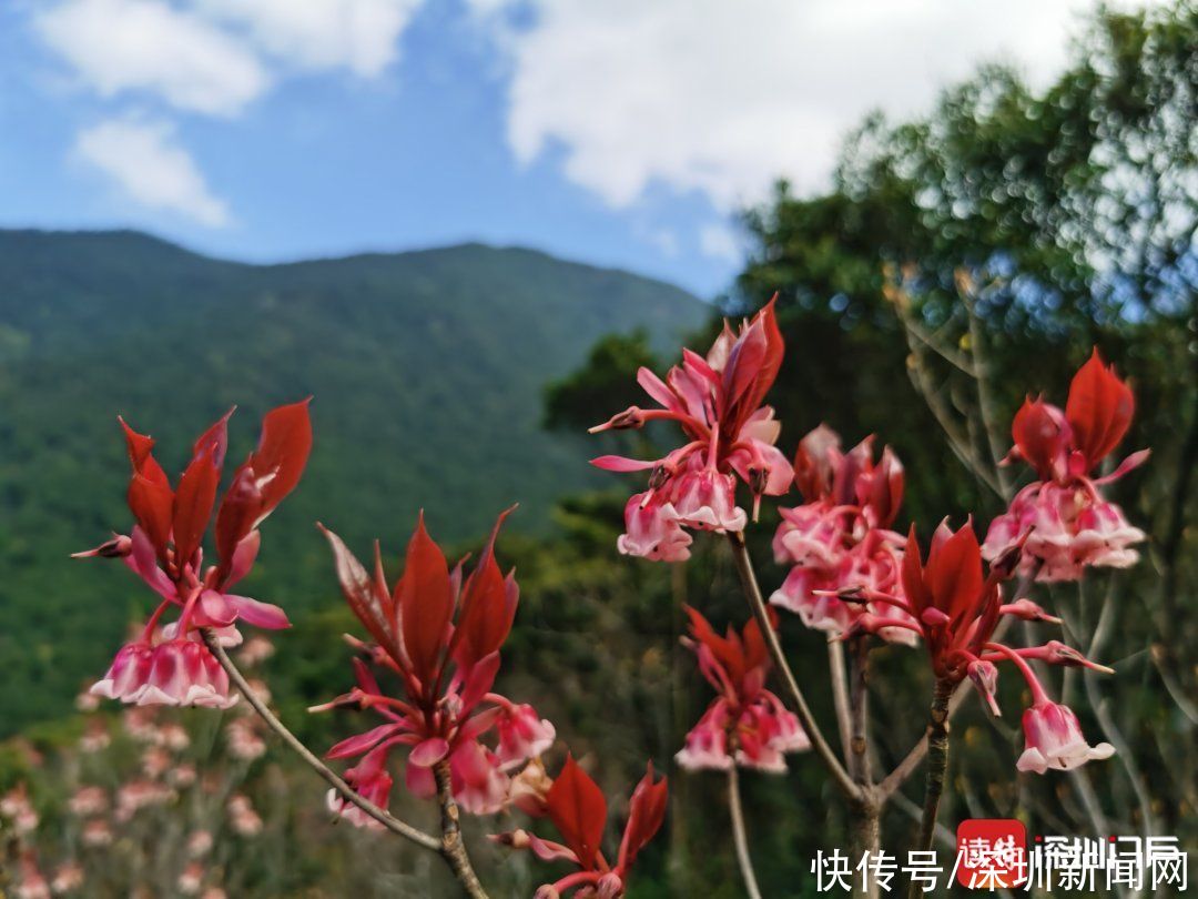 教堂|错过等一年！梧桐山最美花海盛开，漫山遍野一片粉