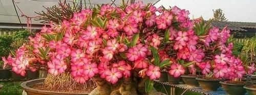 养花若有养此“2种花”,那么可别太惯着,“贱养”才能养爆盆