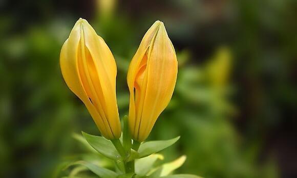 喜欢养花，不如养盆玉兔彩蝶兰花，花红柳绿，又美又惊艳，超美