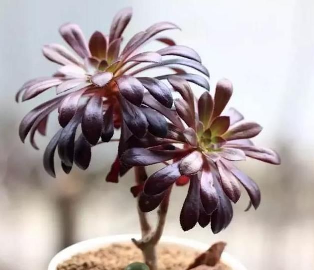 黑法师|有一种多肉叫黑法师，注意这4点，养成老桩价值高