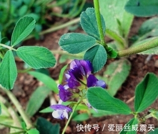 很像是芸豆花,那一抹紫色宛如夏天清浅的模样,请珍惜