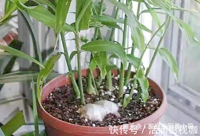 生姜当盆栽,3个月变成10盆,摘一茬吃一茬,不花一分钱,太值了