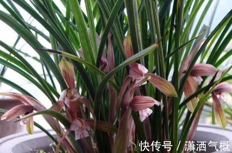 冬天给兰花晒太阳,了解掌握2个要点,长势旺开花美,新手来学学