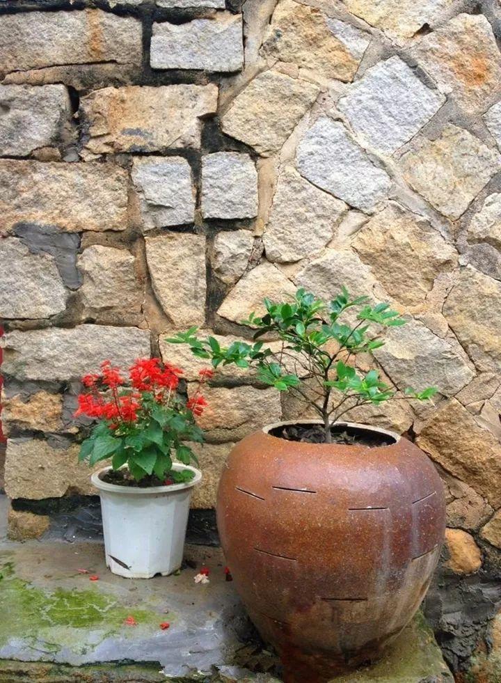 30斤的大水缸,拿来养花成宝贝,怪不得都抢着要