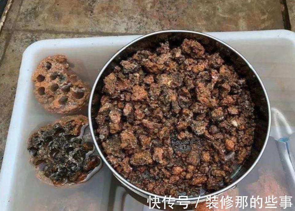 长势|养茉莉栀子花,千万别用2种土,用了就黄叶,养一盆死一盆