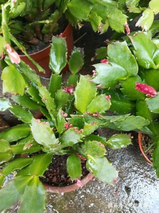 海绵宝宝|蟹爪兰叶子又软又薄老爸用4招,软叶立起来,咔咔就爆盆