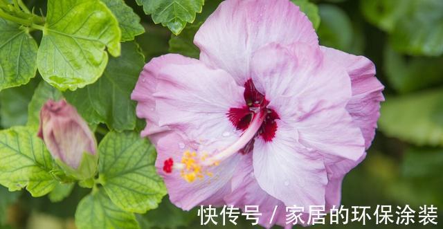 淋雨|下雨天,勤快些,把这些花搬到室外去,多淋雨,生长旺盛,开花多