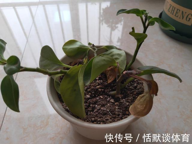 危险期|立秋后,6种花进入“危险期”,当心“黑腐”找上门