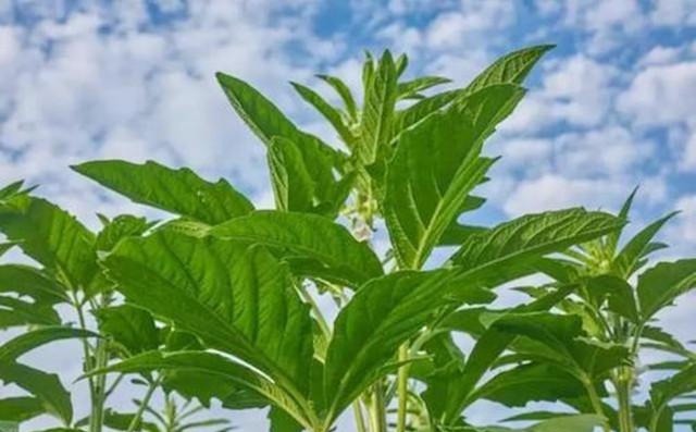 很多人都只吃种子,实际叶子才是真宝贝,20一斤供不应求