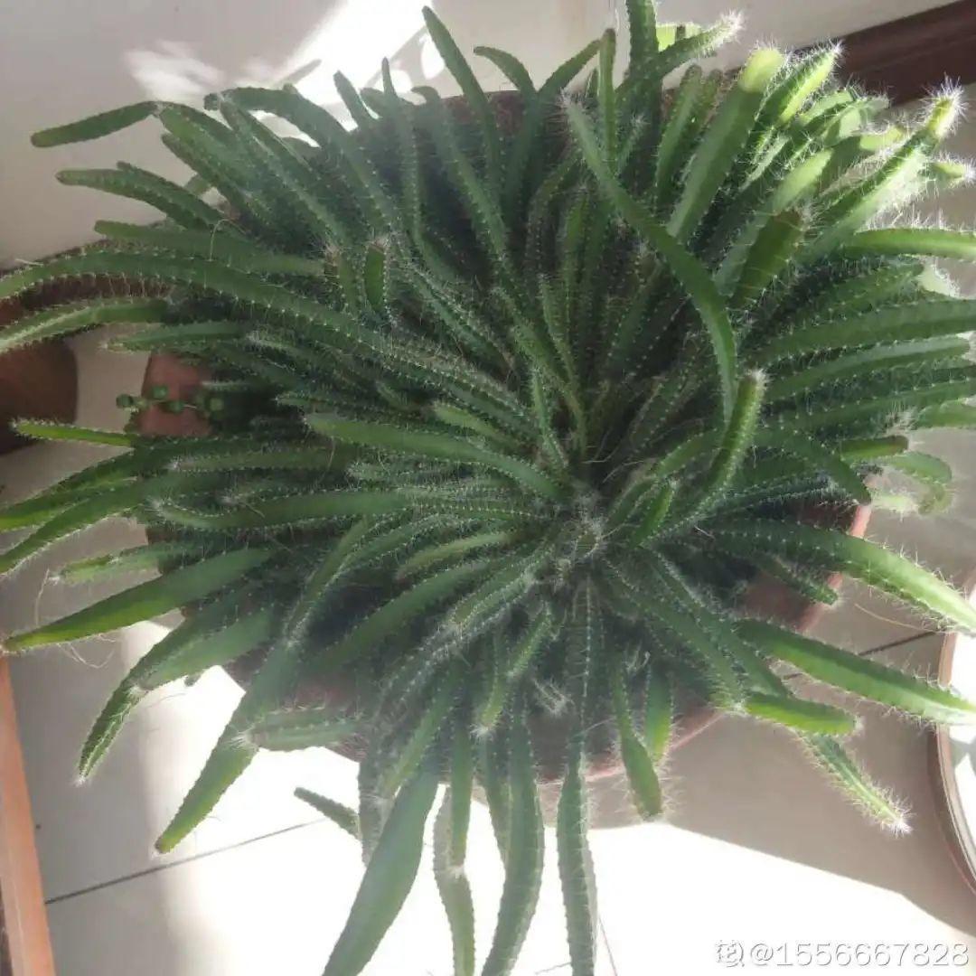 玉米棒子插盆里,7天冒出小森林,比绿萝吊兰好看