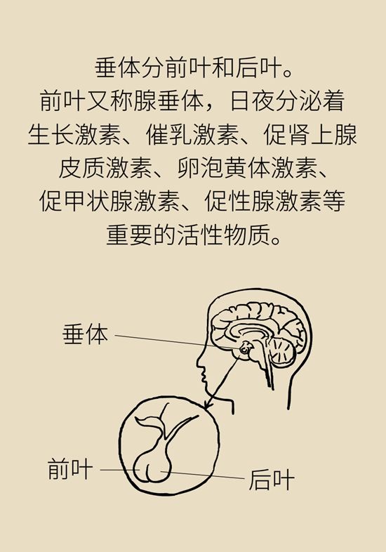 内分泌失调|变丑、变胖、内分泌失调……这些糟心事警惕脑肿瘤