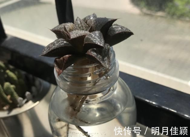 多肉丢水里好度夏,叶子疯狂吸水,几天就变胖了