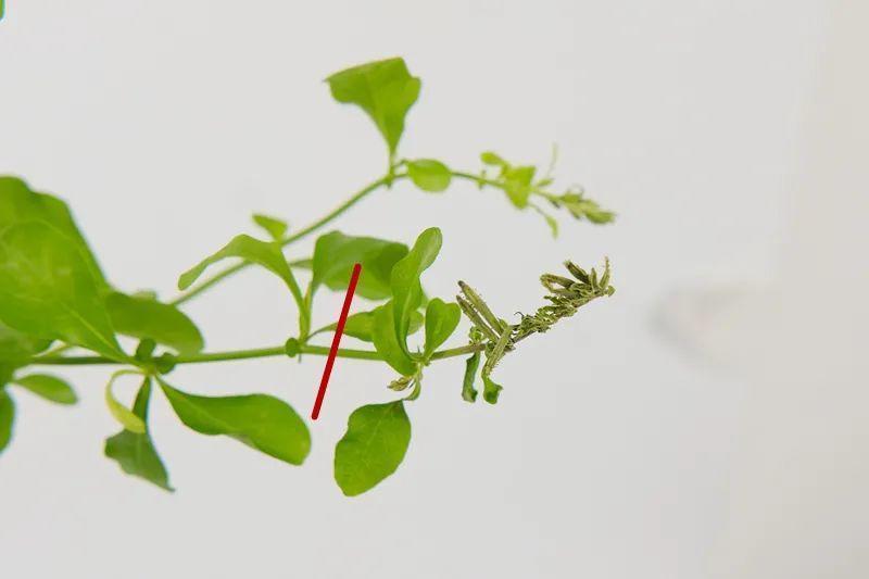 家里养了月季，花后使劲剪，越剪越开花，真省心