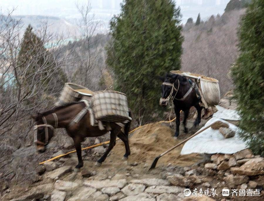 齐鲁壹点|山间铃响马帮来！情报员景区游玩偶遇骡马运沙，这场景你见过吗？