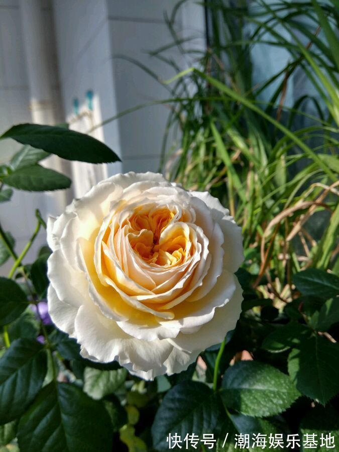 花型|家养这些植物,阳台开出花海,花大色艳,家中常常有花赏