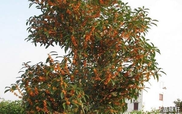 种树|院子里不要乱种树,这6种树不仅能添福旺宅,还能招财纳福