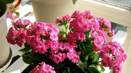 好看|忘了绿萝、吊兰吧,换上3种花,好看又好养,是家庭盆栽佳品