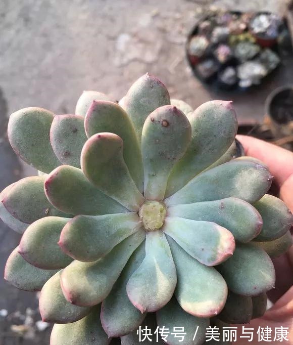 相见恨晚的“多肉爆盆法”,挑个心,切一刀,新芽多到溢出盆!