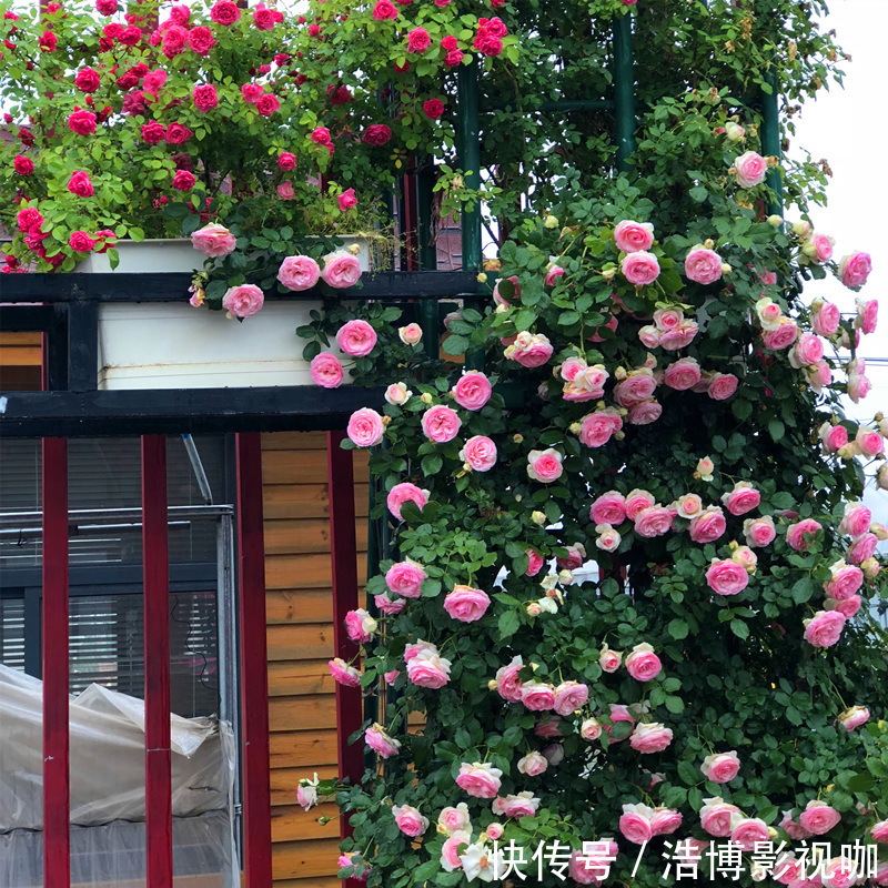 丽江发现一户人家院子，那叫一惊艳！太美了，拍照给大家看看