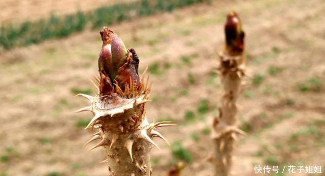 有种|农村有种满身刺的木苗,号称“树上人参”,大山村民却视而不见