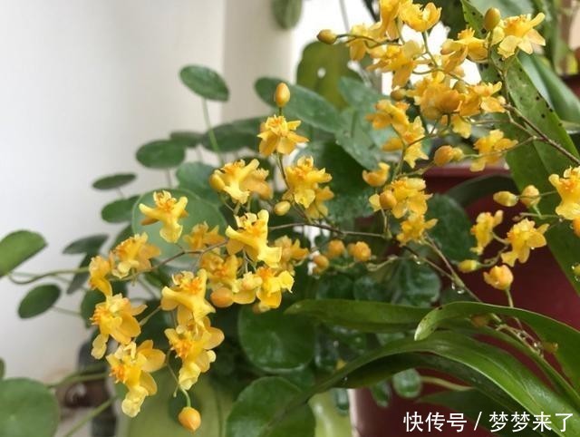 神奇|4种花别用土养,一浇水就烂根,最后1种很神奇,倒挂空中也开花