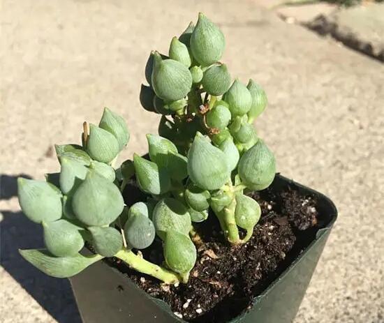 多肉达人手把手教你怎么把肉嘟嘟、圆滚滚的“锦上珠”养爆盆