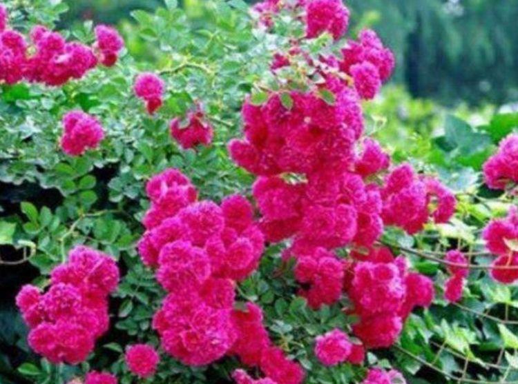 红木香红木香|4种花很漂亮,好养易活能爆盆,开花漂亮花期长,谁养谁喜欢