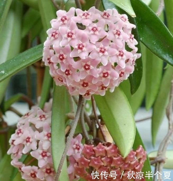 4种花自带财运，家里养一盆，招财纳福好运来，越养越喜欢