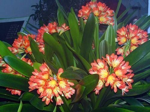 休眠期|君子兰“夹箭”怎么办叶片“扒拉扒拉”,来点肥蹿得高开花红艳