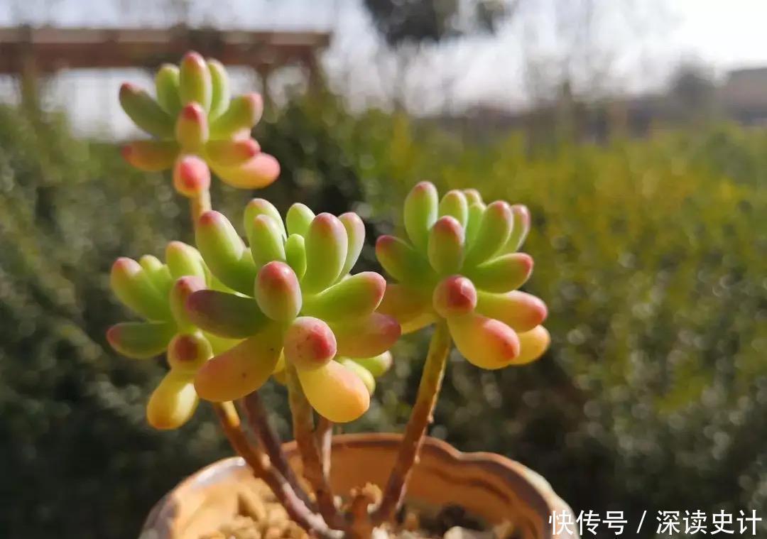 春天养多肉,只需做四件事,叶片肥美又鲜艳,非常好看