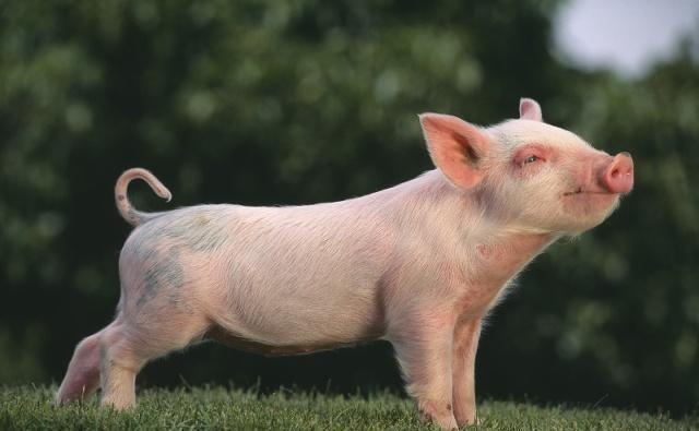 保质期|猪肉能存放冰箱多久,无论冷藏还冷冻,如果超过2个时间尽量处理