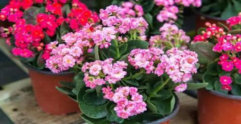 家里买菜的塑料袋别再丢了,用来养长寿花,憋出层叠群花!