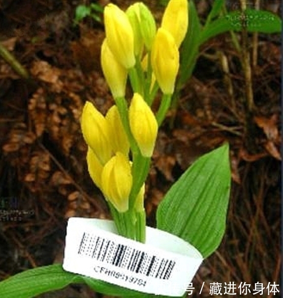 我国特有的单种属珍稀濒危兰花——金佛山兰