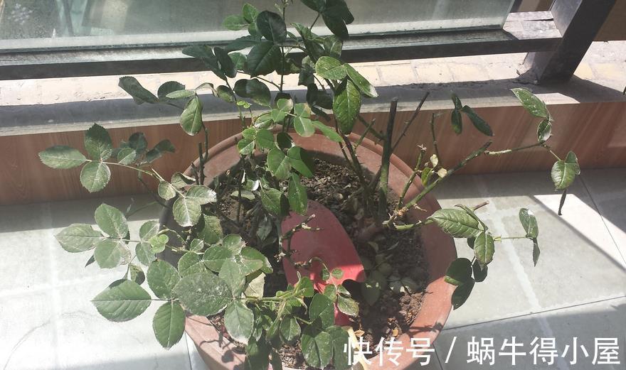 药剂|养月季，不用怕蚧壳虫、红蜘蛛、蚜虫，这么一处理问题全解决了