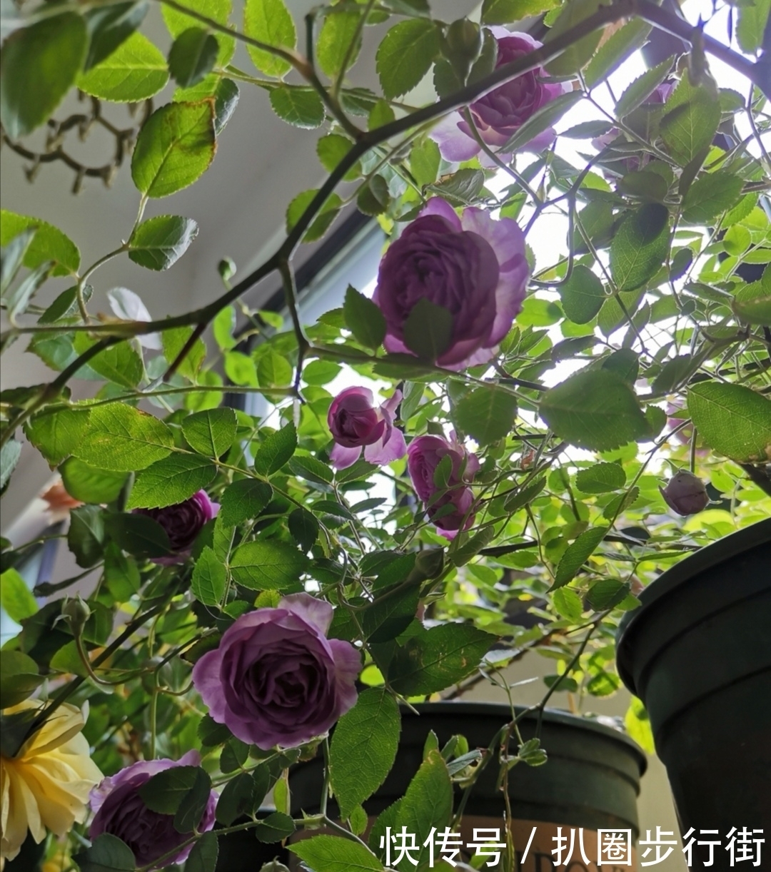 你的那些盆栽月季长得如何?