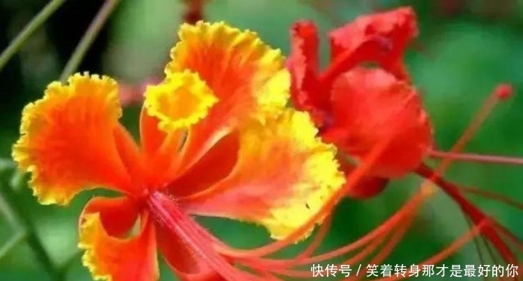 最适合春天养护的三种花，开花漂亮花期长，谁养谁喜欢