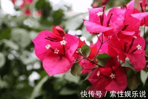 消毒|养花土从不不消毒?难怪养花总是长不好,教你1招,养啥都旺!