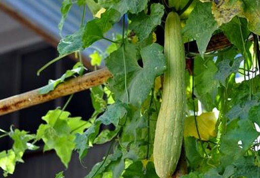 丝瓜汁|这种瓜一身是宝 刮皮煮水泡澡可去痱子