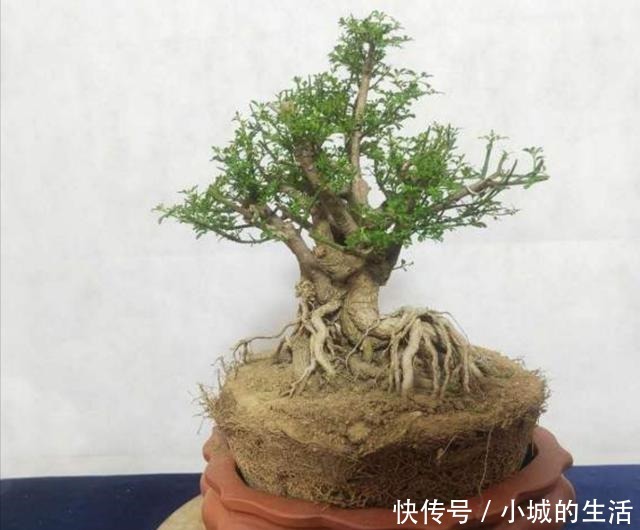 迎春盆景,开始进入生长期,别忘给它做“4件事”!