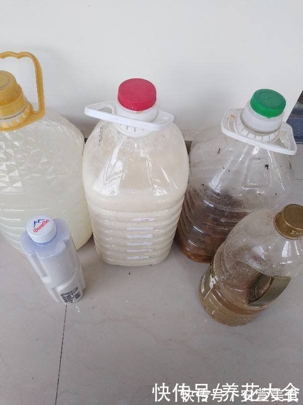 家里的油桶不要扔，拿来种菜养花，省钱又好用