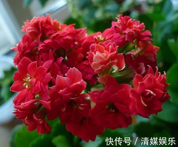 养长寿花,叶子开始发红,不精神,这2个“小动作”要注意!