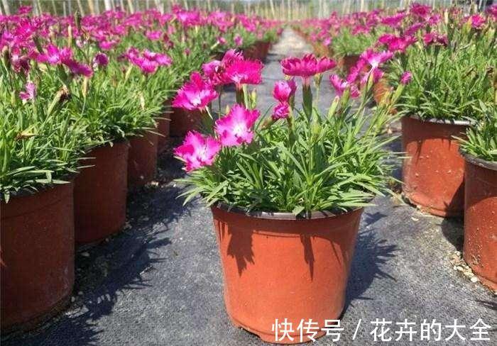 7种适合养在窗台上的花,不但花期长,开花漂亮还都超好养