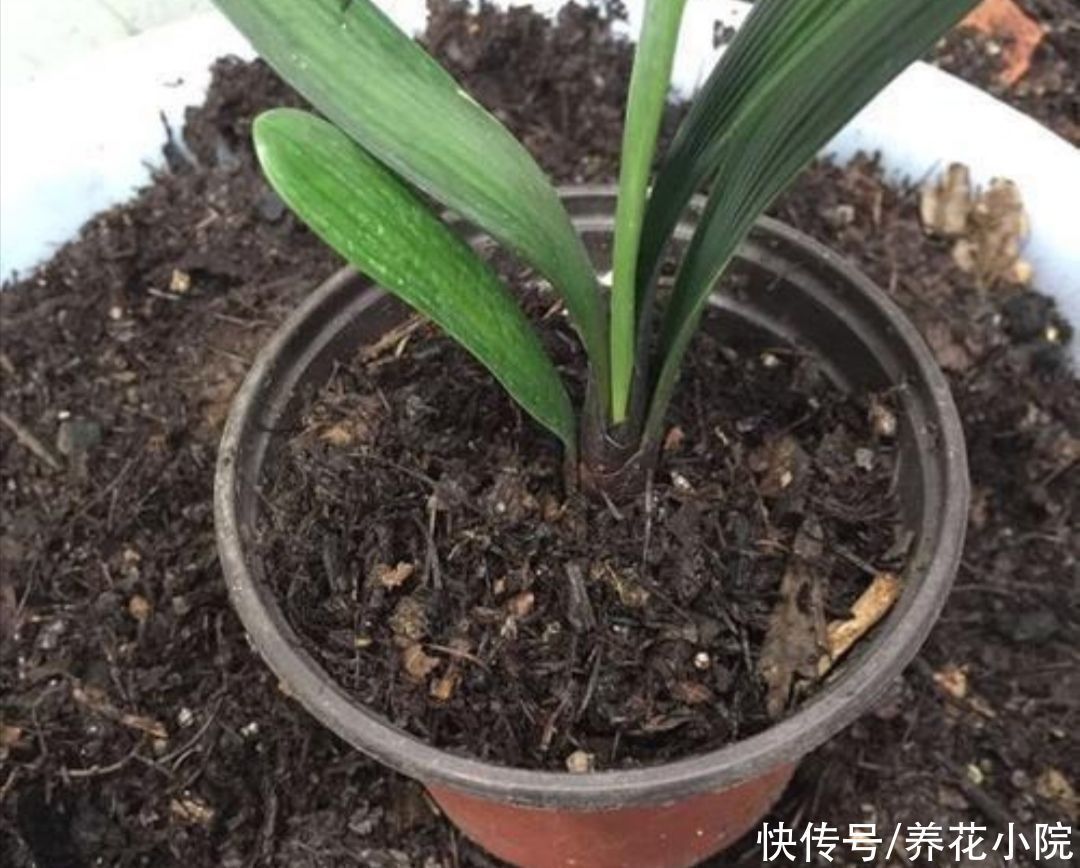 干松针采集后,怎样处理才能用来养花?教你松针土制作方法