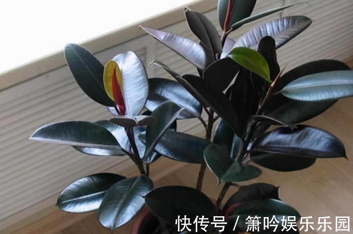 如果养着7种花，温度高及时“打顶”，这样才能枝繁叶茂