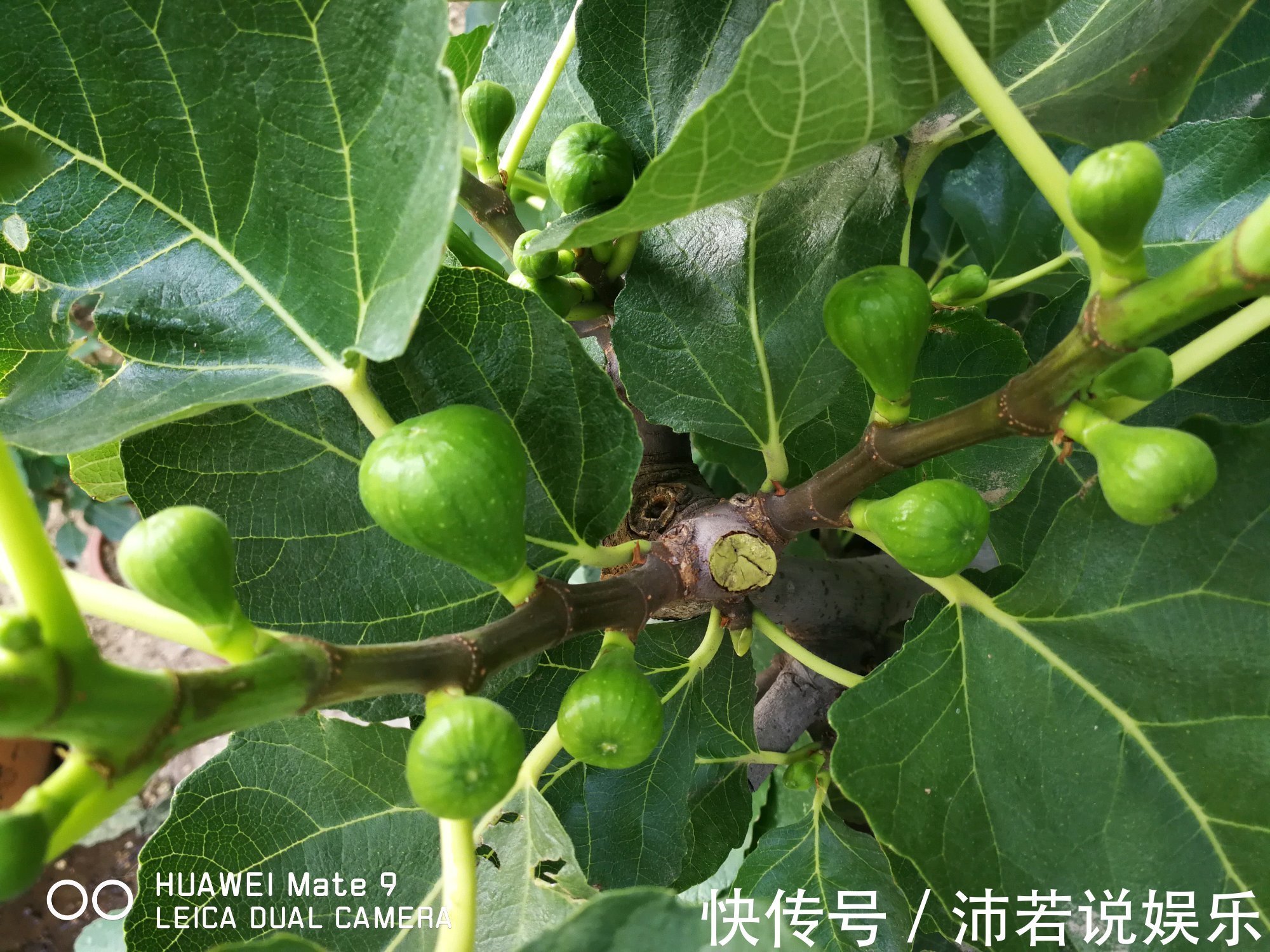 无花果水培繁殖难生根教你一招10天生根的方法,试过的都说好