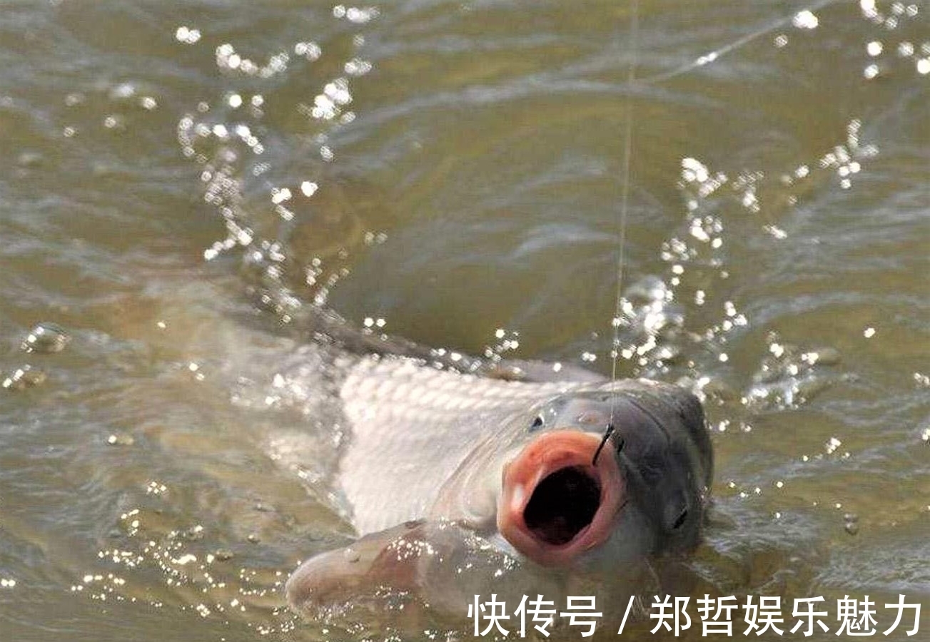 雾化|别人用玉米钓鱼收获满满，你用玉米钓鱼空军，原来这些细节没注意