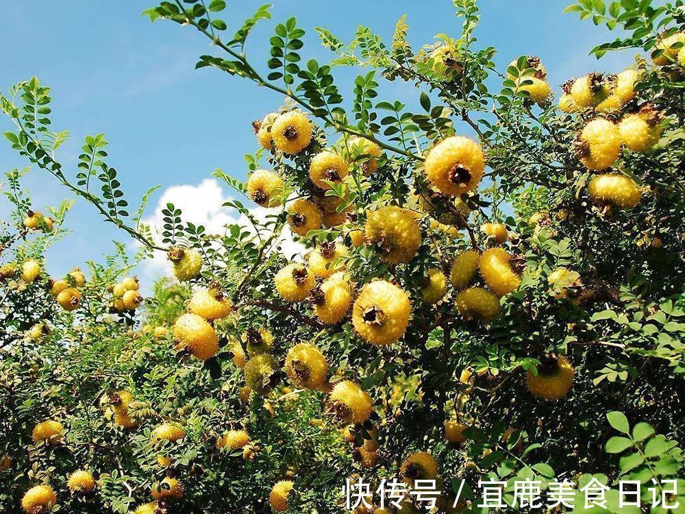 维生素之王|叫梨不是梨,连刺一起吃,被称“维生素之王”,如今大力种植