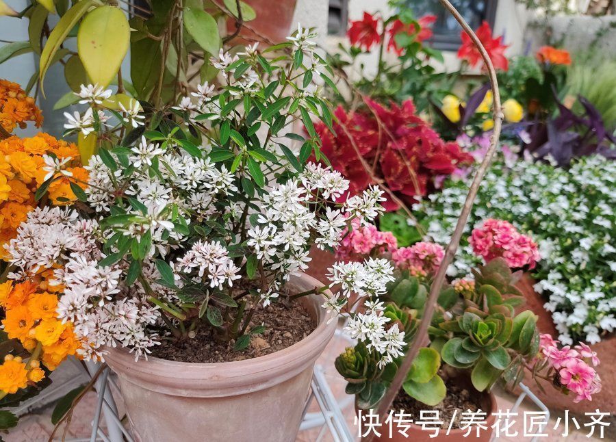 养花不要认为很难，只要记住“五个字”，养啥都能养好