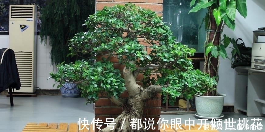 树桩|山上这种老“树桩”，遇见请捡回家，养上三、五年，价值翻几翻