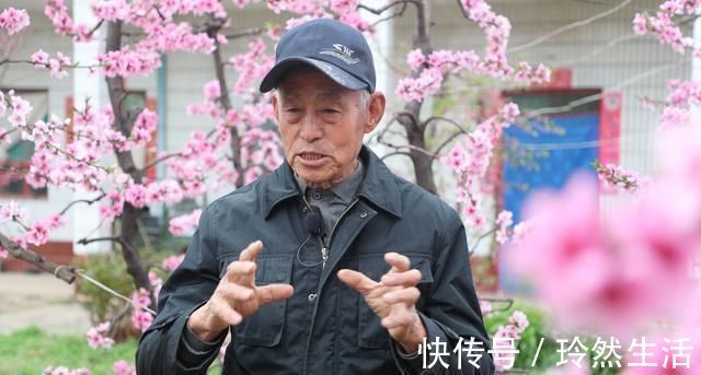 老人|84岁老人家里一棵桃树上长出了13株桃树,开花似“孔雀开屏”